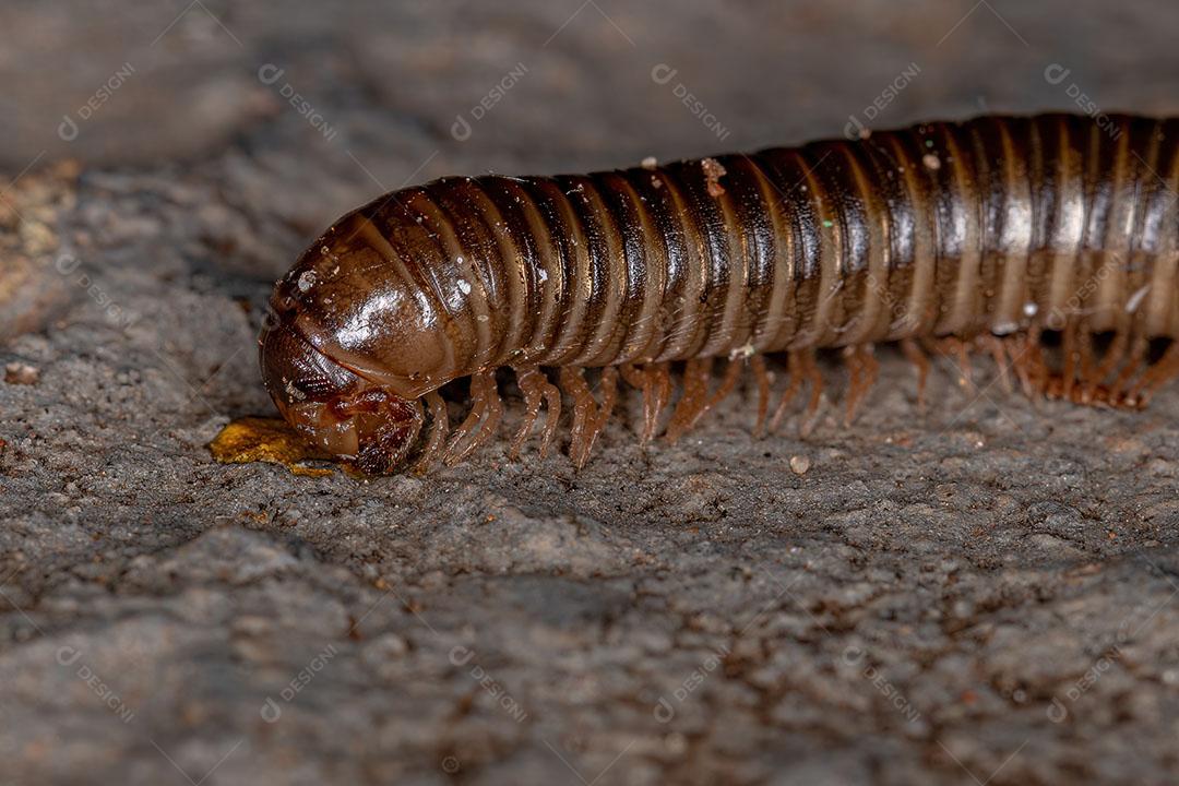 Milípede Marrom Comum Adulto da Ordem Spirostreptida Imagem JPG