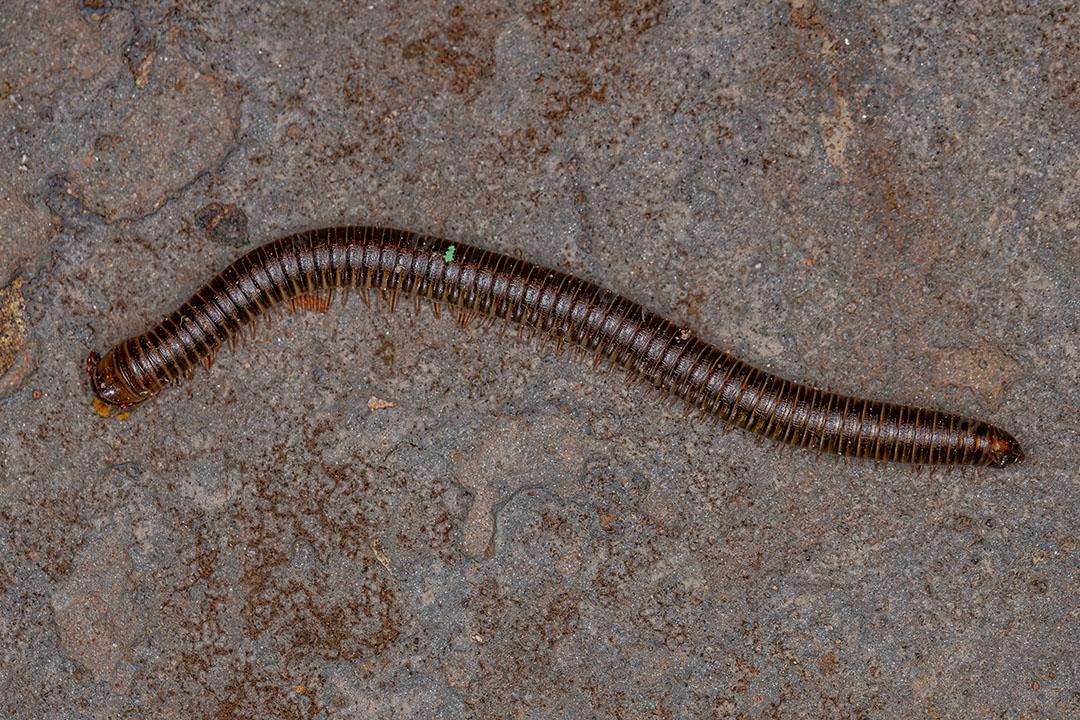 Milípede Marrom Comum Adulto da Ordem Spirostreptida Imagem JPG