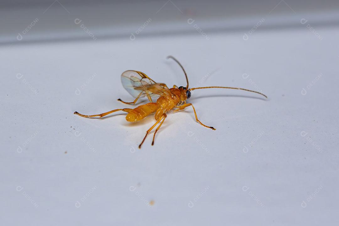 Vespa Ichneumonid Adulta da Superfamília Ichneumonoidea Imagem JPG