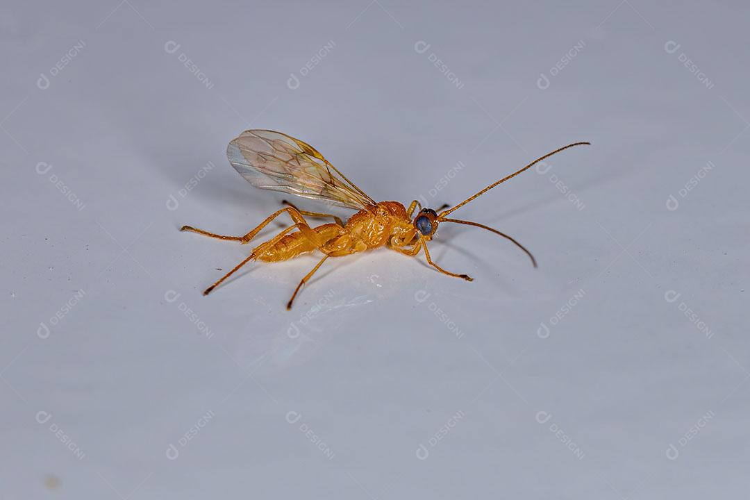 Vespa Ichneumonid Adulta da Superfamília Ichneumonoidea Imagem JPG