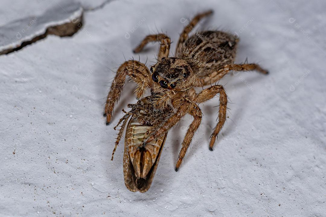 Aranha de Salto Pantropical Espécie Plexippus Paykulli Imagem JPG