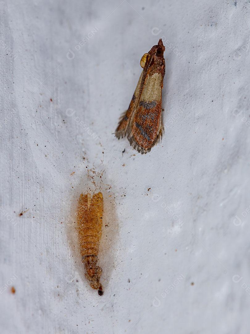 Mariposa Indiana Adulta da espécie Plodia Interpunctella Imagem JPG