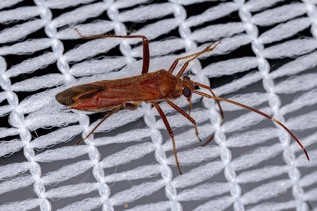 Inseto de Planta Adulto da Família Miridae Imagem JPG