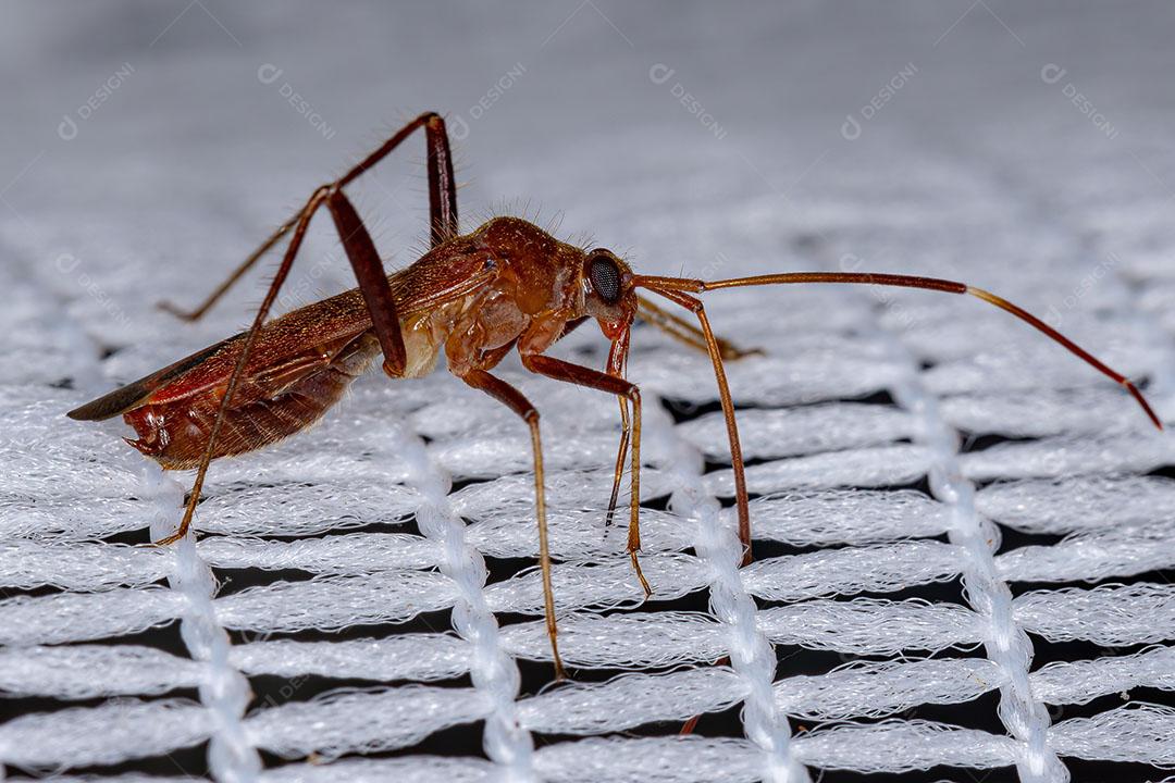 Inseto de Planta Adulto da Família Miridae Imagem JPG