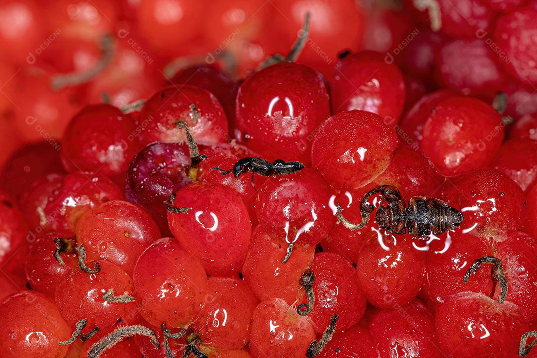 Besouro Pequeno Adulto da Subfamília Aleocharinae Imagem JPG