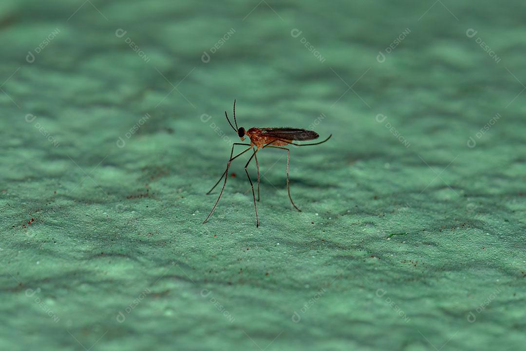 Anão Gall Adulto da Família Cecidomyiidae Imagem JPG