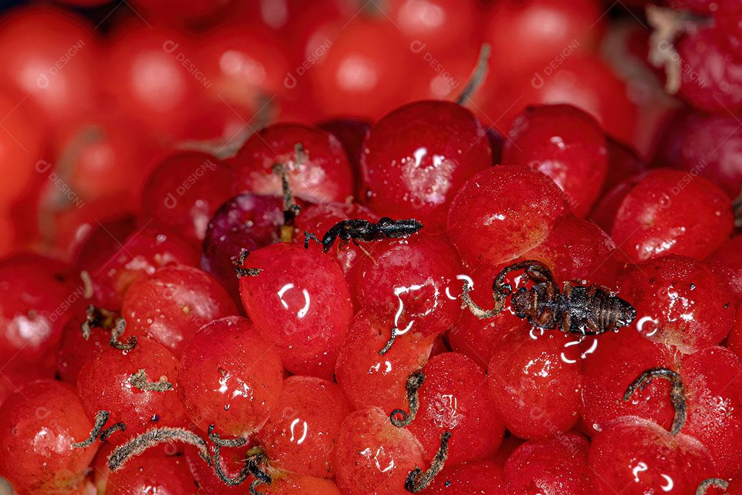 Besouro Pequeno Adulto da Subfamília Aleocharinae Imagem JPG