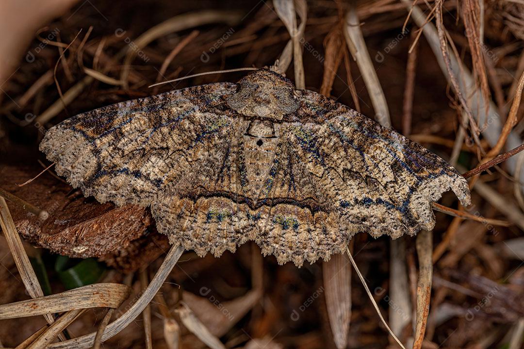 Mariposa Adulta da Família Erebidae JPG