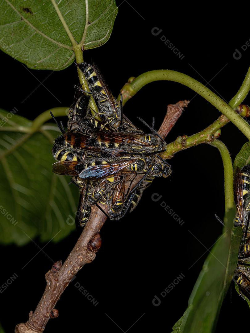 Vespas Scoliid Adultas da Subfamília Campsomerinae Imagem JPG