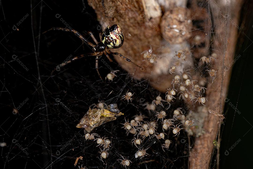 Aranha de Teia de Aranha Adulta do Gênero Cryptachaea com Filhotes Imagem JPG