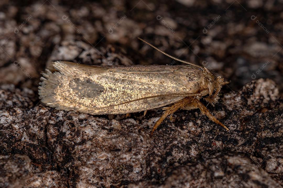 Pequena Mariposa Adulta da Ordem Lepidóptera Imagem JPG