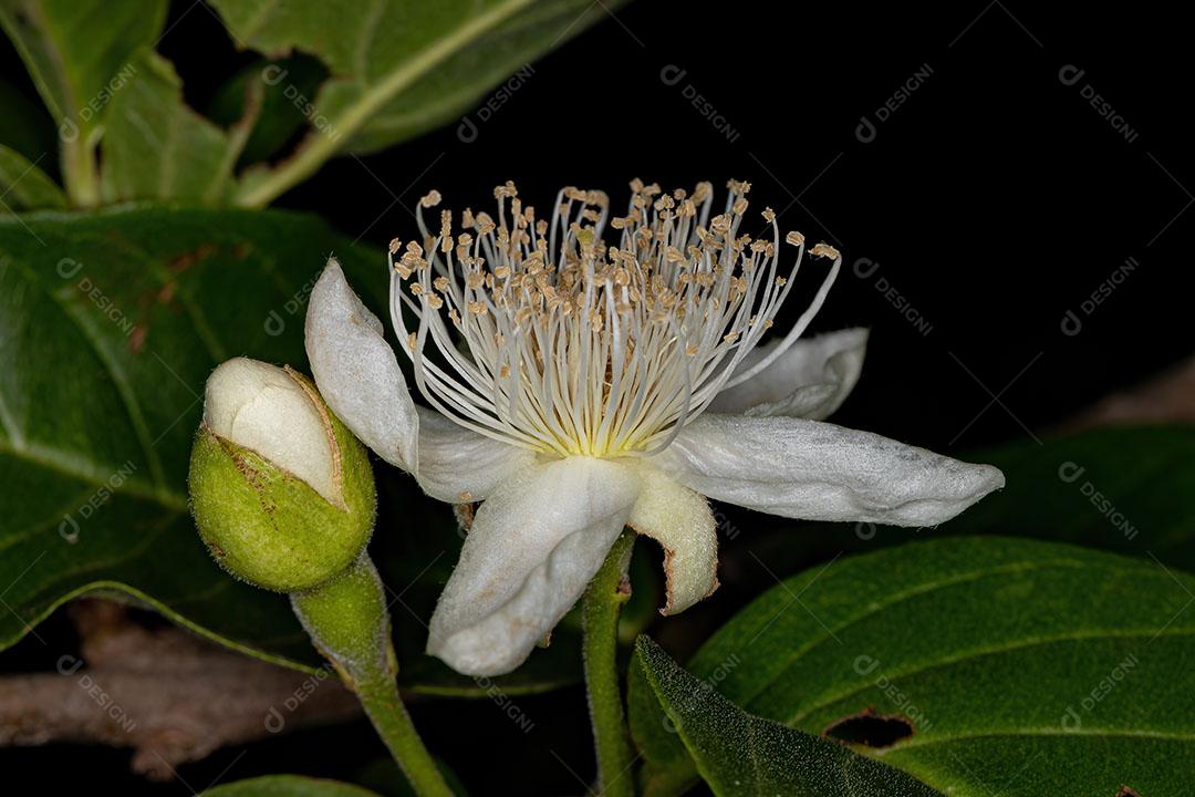 Flor de Goiabeira Pequena do Gênero Psidium Imagem JPG