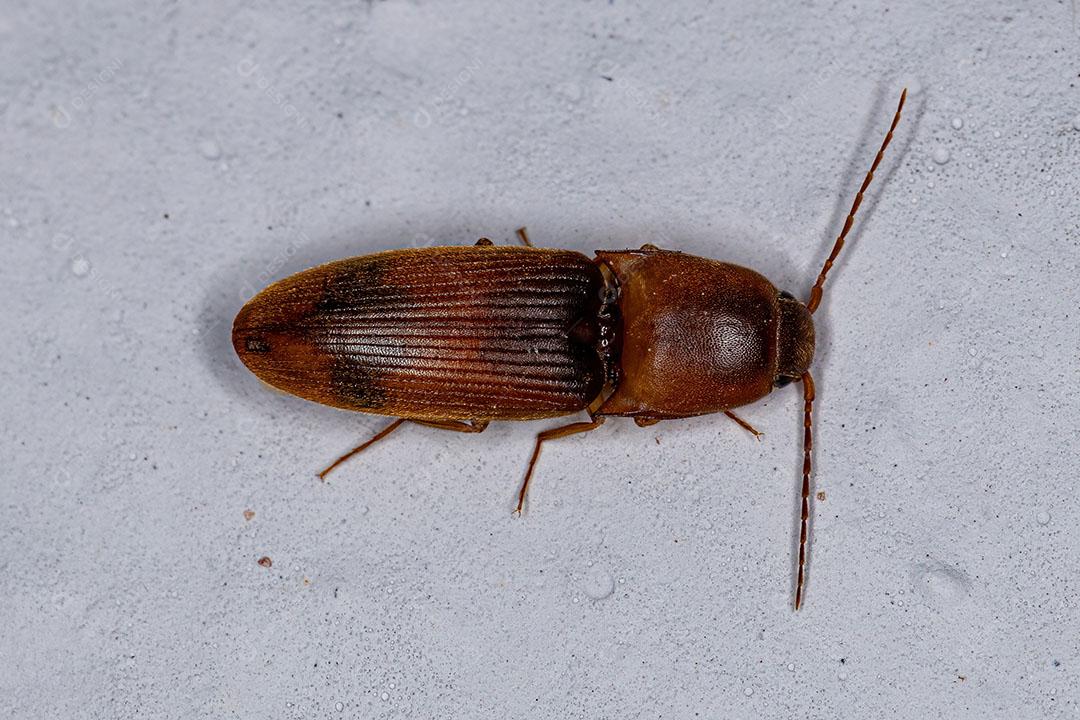 Besouro de Clique adulto da Família Elateridae Imagem JPG