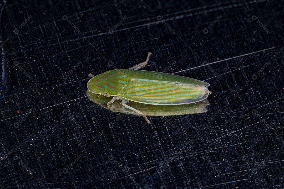 Cigarrinha Típica Adulta do Gênero Spangbergiella Imagem JPG