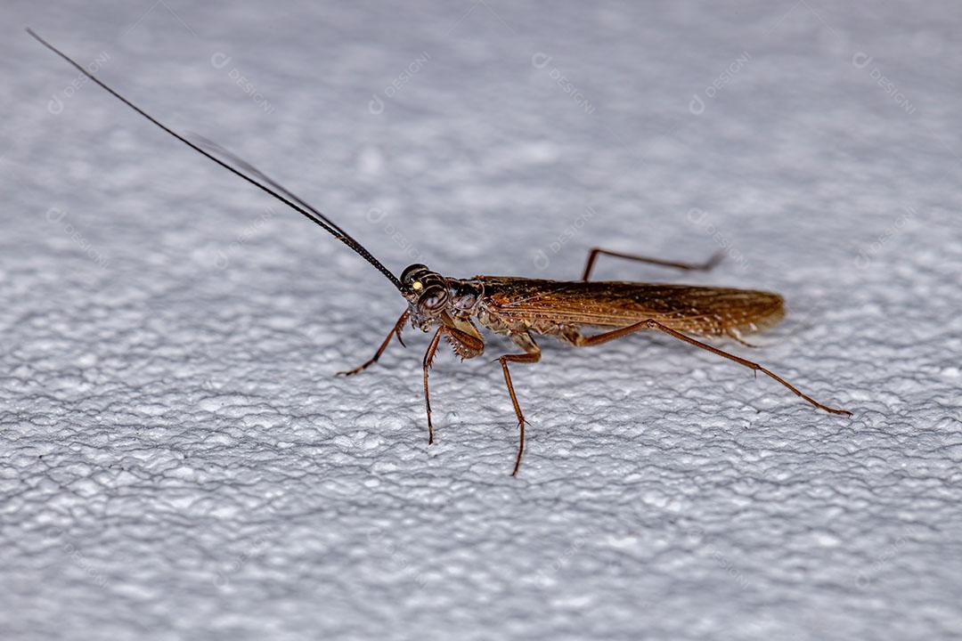 Adulto Thespid Mantis da Família Thespidae Imagem JPG