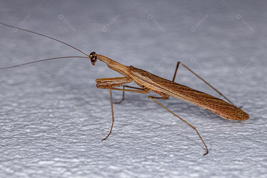 Adulto Thespid Mantis da Família Thespidae Imagem JPG