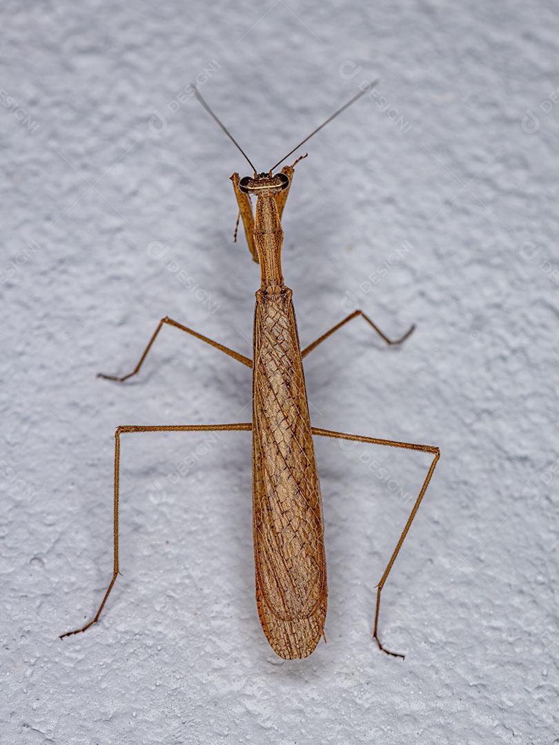 Adulto Thespid Mantis da Família Thespidae Imagem JPG