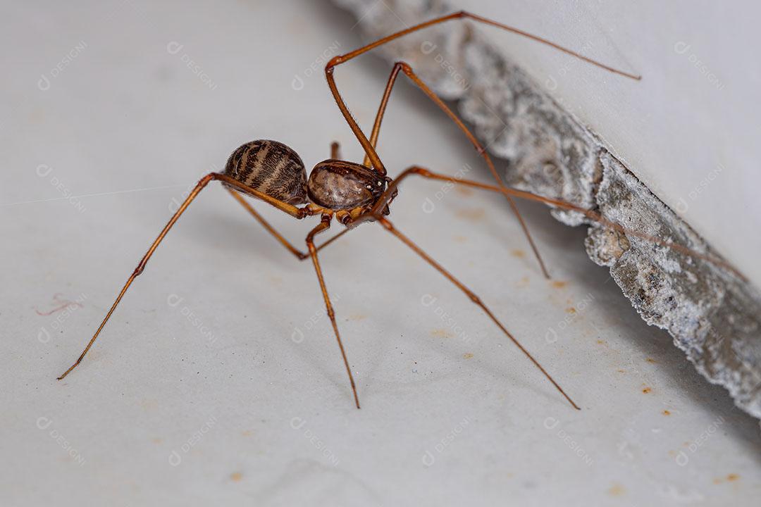 Aranha Cuspideira Marrom Macho adulto do Gênero Scytodes Imagem JPG