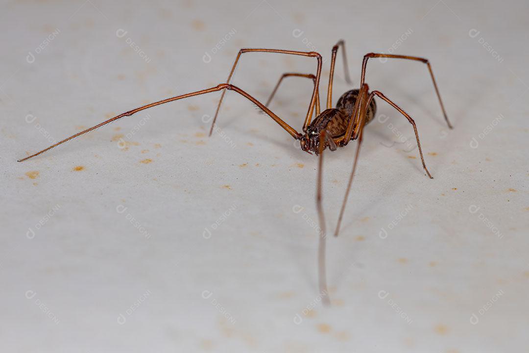 Aranha Cuspideira Marrom Macho adulto do Gênero Scytodes Imagem JPG