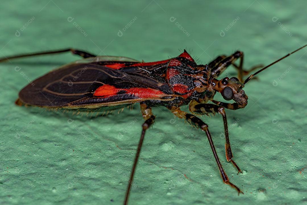 Inseto Assassino Adulto da Família Reduviidae Foto Imagem