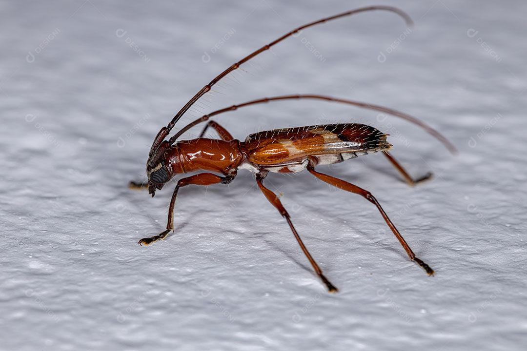 Besouro Típico Adulto da Subfamília Cerambycinae Imagem JPG