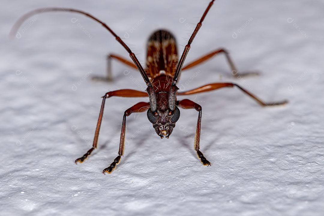 Besouro Típico Adulto da Subfamília Cerambycinae Imagem JPG