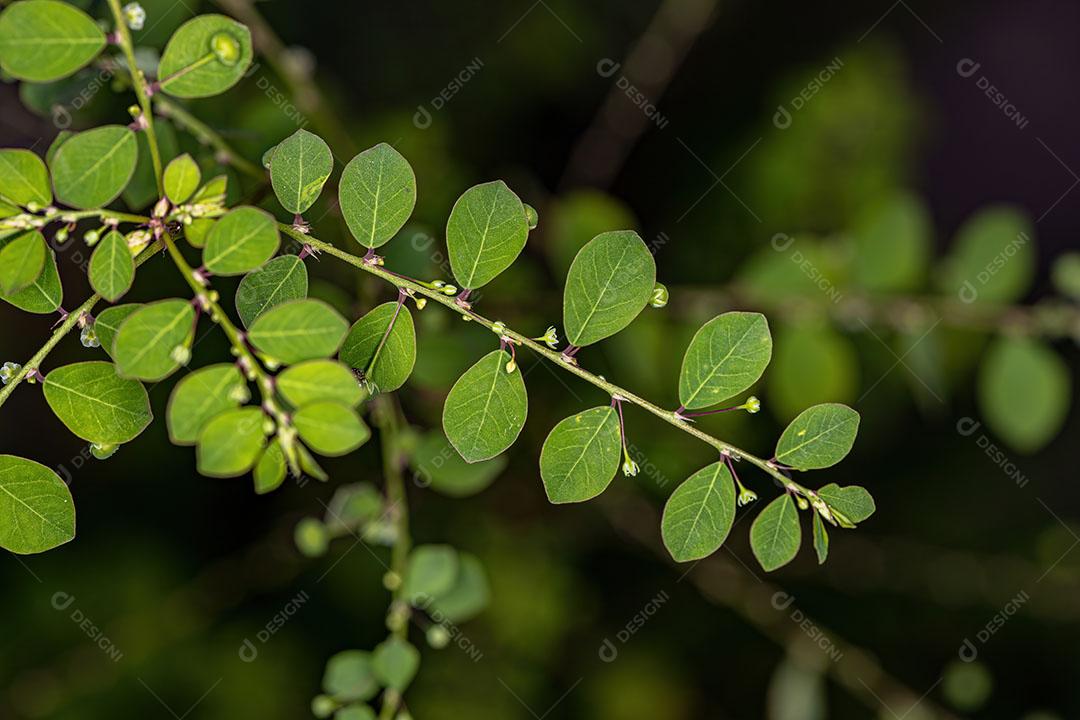 Planta Folha Flor da Ilha de Mascarene da Espécie Phyllanthus Tenellus Com FLores e Frutos Imagem JPG