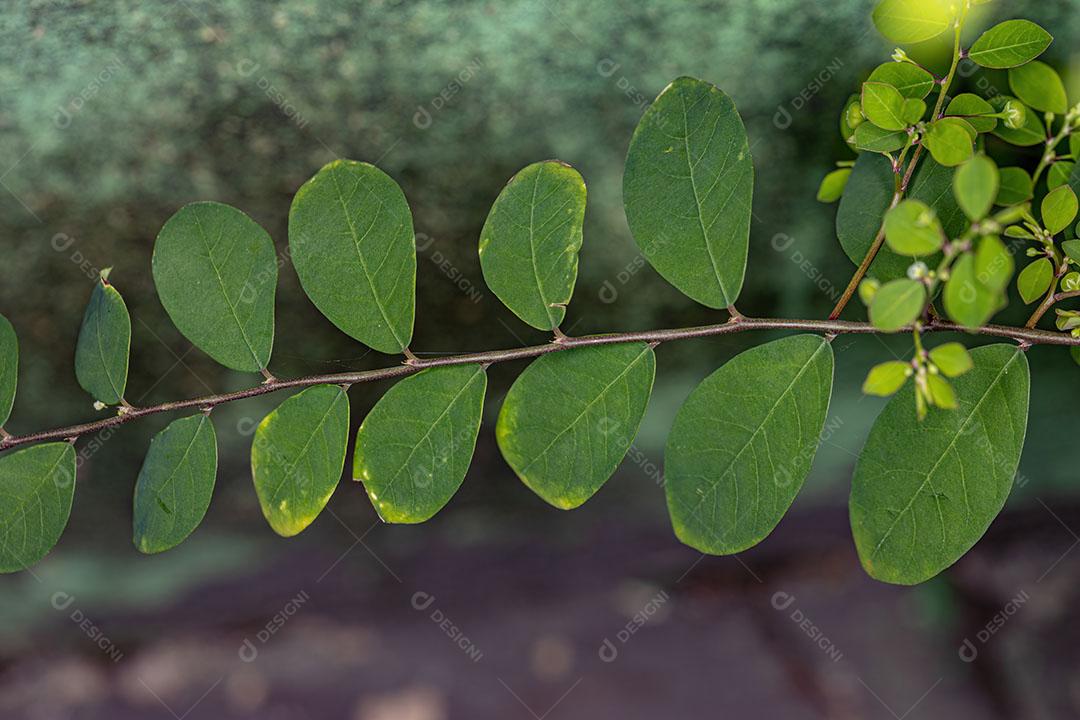 Planta Folha Flor da Ilha de Mascarene da Espécie Phyllanthus Tenellus Com FLores e Frutos Imagem JPG