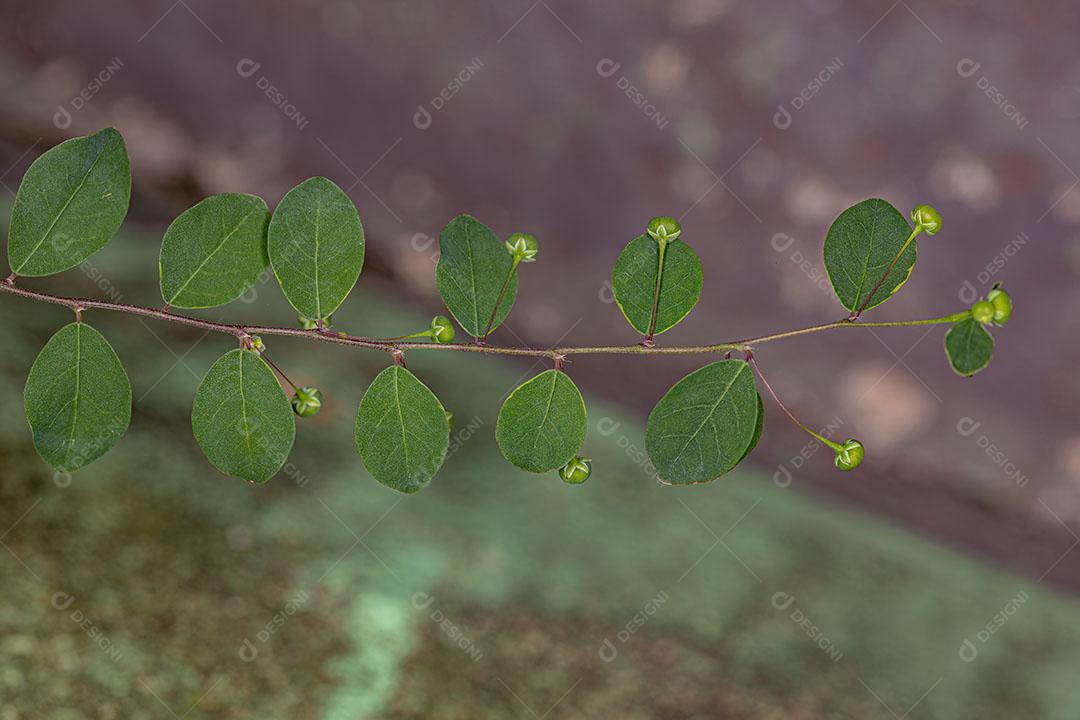 Planta Folha Flor da Ilha de Mascarene da Espécie Phyllanthus Tenellus Com FLores e Frutos Imagem JPG