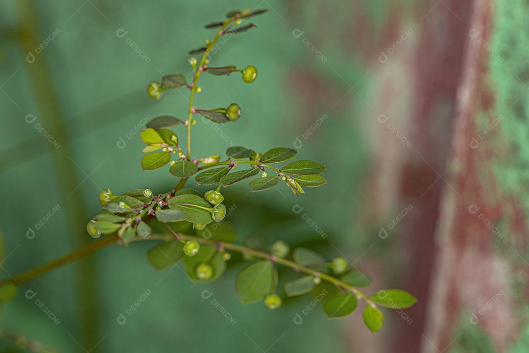 Planta Folha Flor da Ilha de Mascarene da Espécie Phyllanthus Tenellus Com FLores e Frutos Imagem JPG