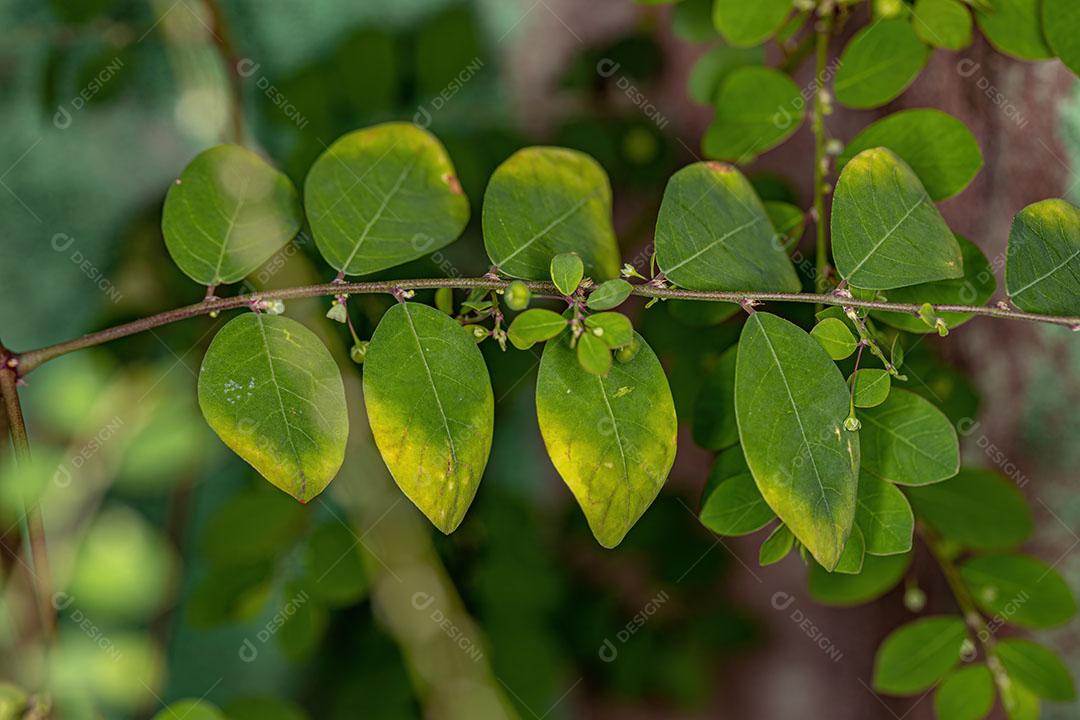 Planta Folha Flor da Ilha de Mascarene da Espécie Phyllanthus Tenellus Com FLores e Frutos Imagem JPG