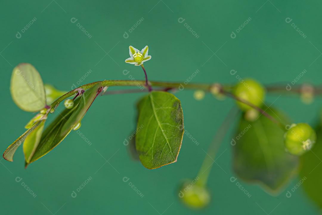 Planta Folha Flor da Ilha de Mascarene da Espécie Phyllanthus Tenellus Com FLores e Frutos Imagem JPG