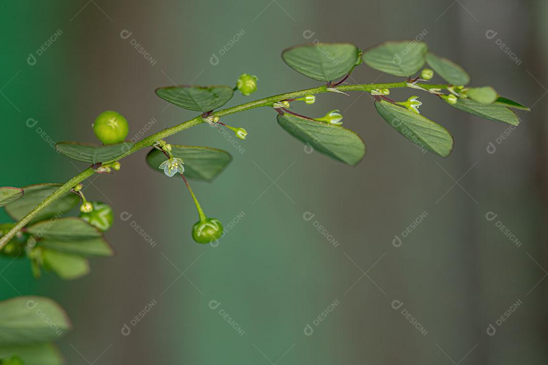 Planta folha Flor da Ilha de Mascarene da Espécie Phyllanthus Tenellus Com FLores e Frutos Imagem JPG