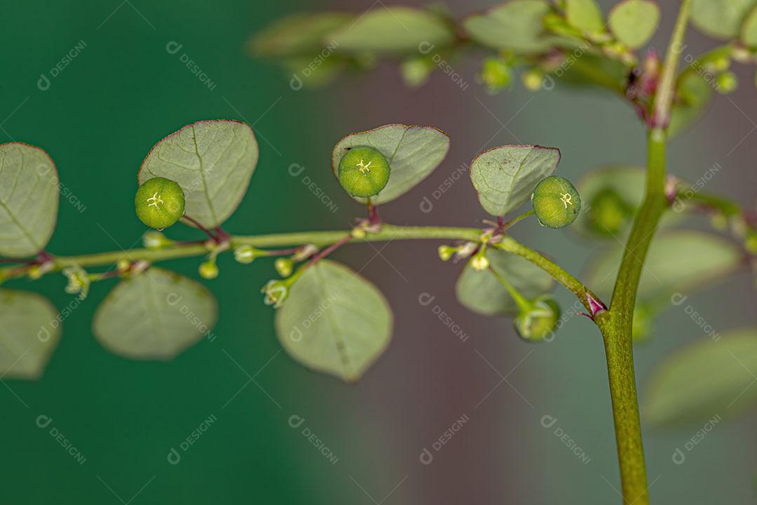 Planta folha Flor da Ilha de Mascarene da Espécie Phyllanthus Tenellus Com FLores e Frutos Imagem JPG