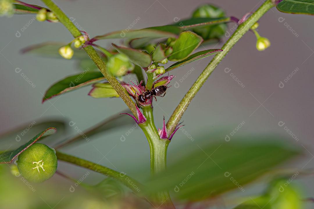 Formiga Rover Fêmea do Gênero Brachymyrmex em uma Planta Folha Flor Imagem JPG