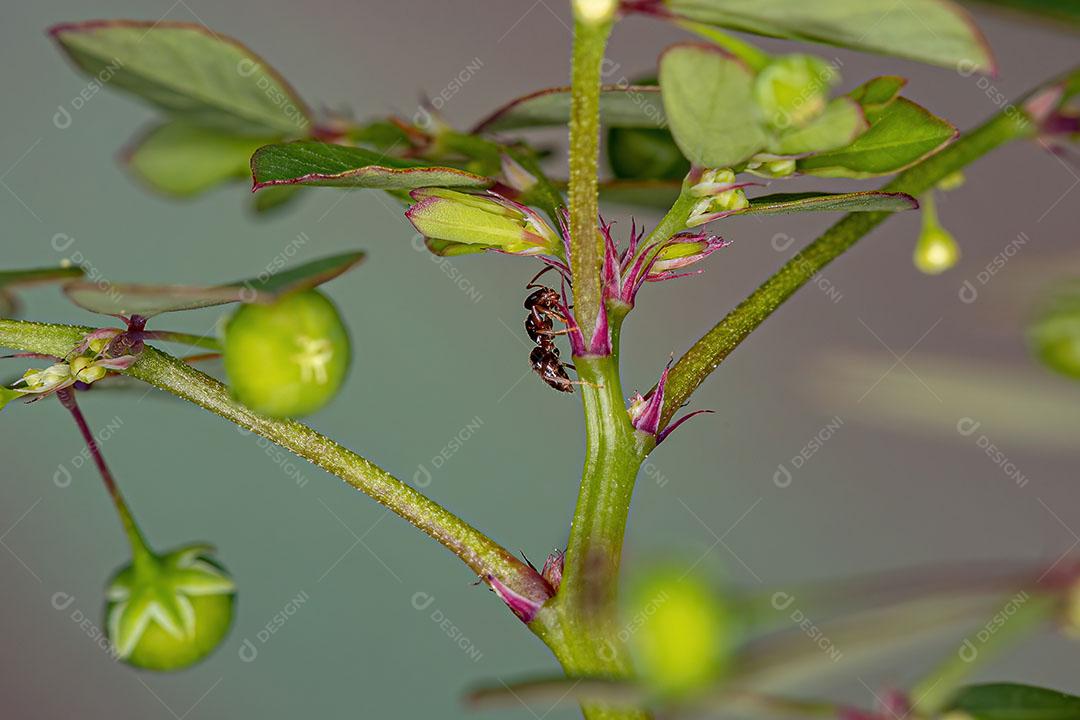 Formiga Rover Fêmea do Gênero Brachymyrmex em uma Planta Folha Flor Imagem JPG