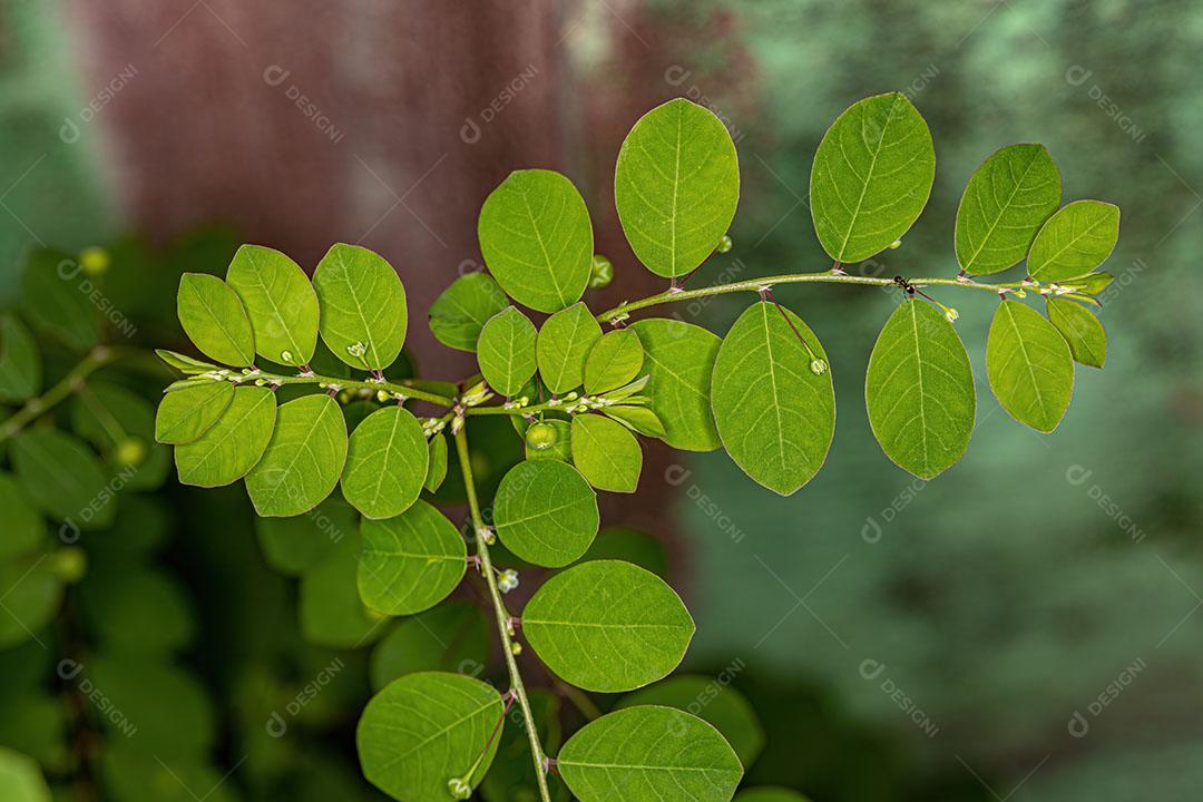 Planta folha Flor da Ilha de Mascarene da Espécie Phyllanthus Tenellus Com FLores e Frutos Imagem JPG