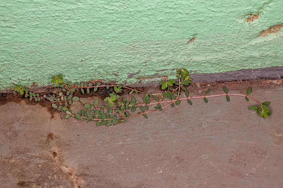 Planta Cáustica Vermelha da Espécie Euphorbia Thymifolia Imagem JPG