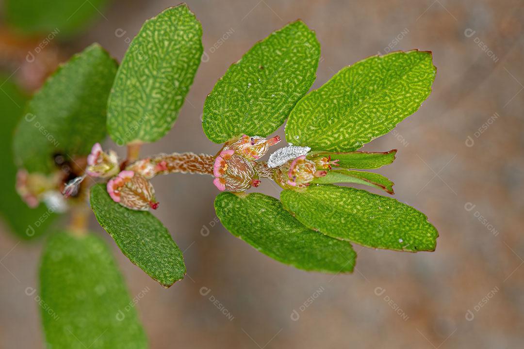 Pequena Formiga Fover do Gênero Brachymyrmex em uma Planta Rasteira Vermelha Imagem JPG