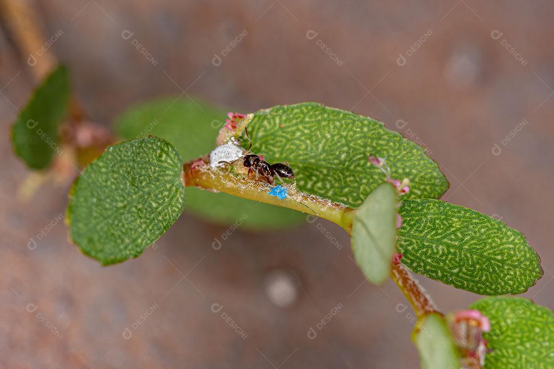 Pequena Formiga Fover do Gênero Brachymyrmex em uma Planta Rasteira Vermelha Imagem JPG