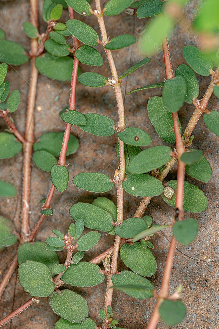 Planta Cáustica Vermelha da Espécie Euphorbia Thymifolia Imagem JPG