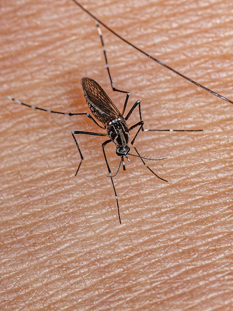 Fêmea Adulta do Mosquito da Febre Amarela da Espécie Aedes Aegypti Imagem JPG