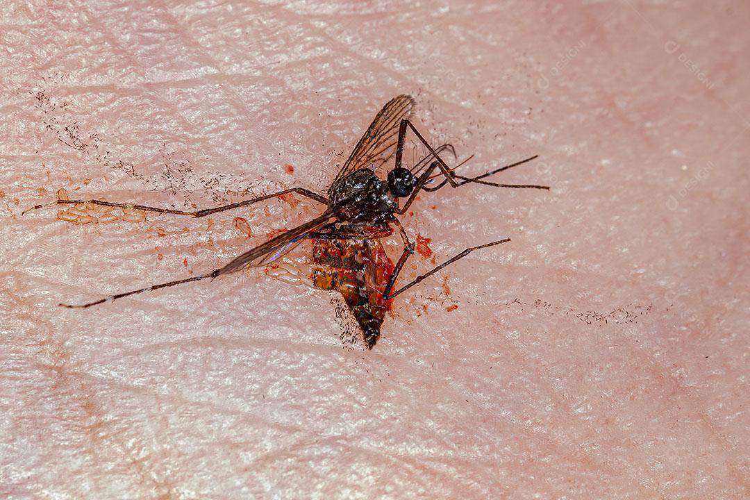 Mosquito Adulto da Febre Amarela Fêmea Morta da Espécie Aedes Aegypti Imagem JPG