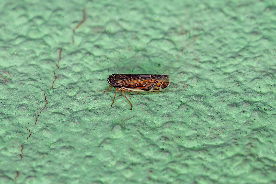 Cigarrinha Típica Adulta Pequena do Gênero Planicephalus Imagem JPG