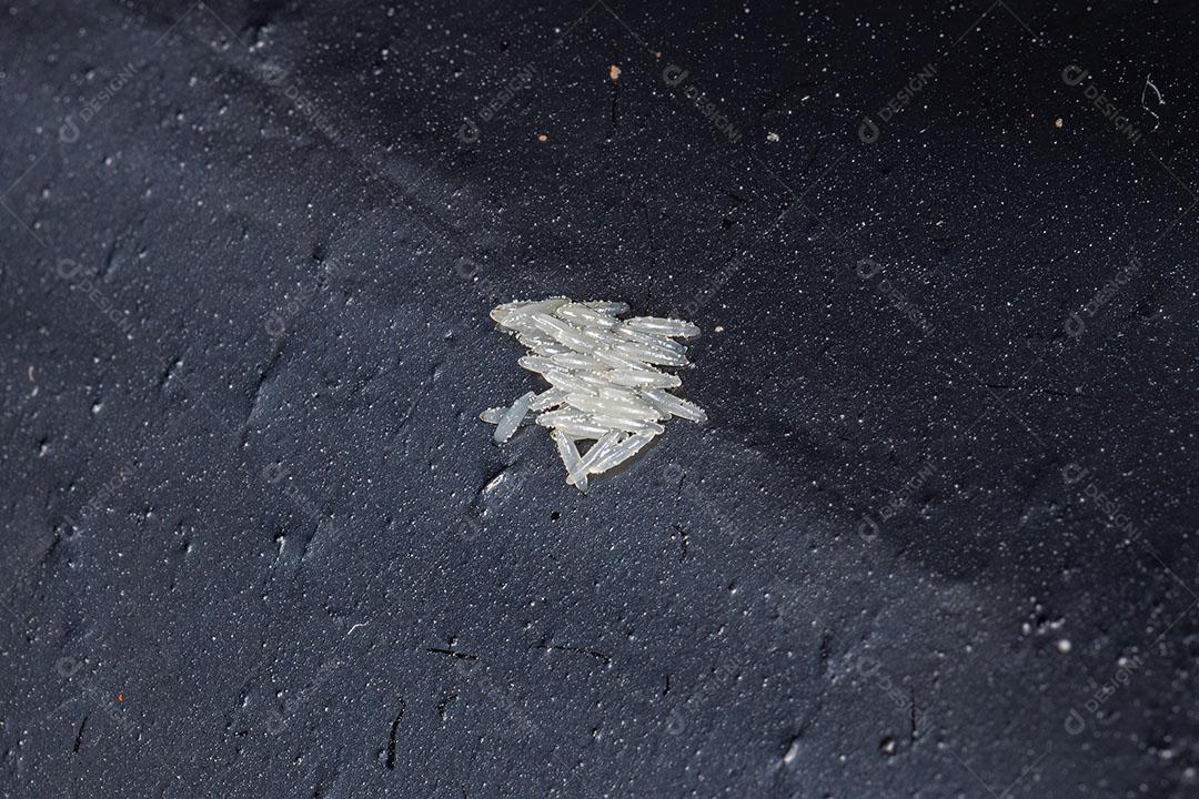 Brachyceran Voa Ovos Brancos da subordem Brachycera Imagem