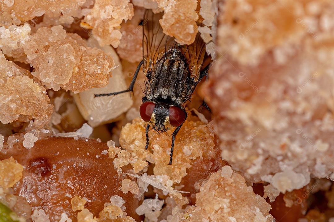 Mosca Doméstica Adulta da espécie Musca Imagem JPG