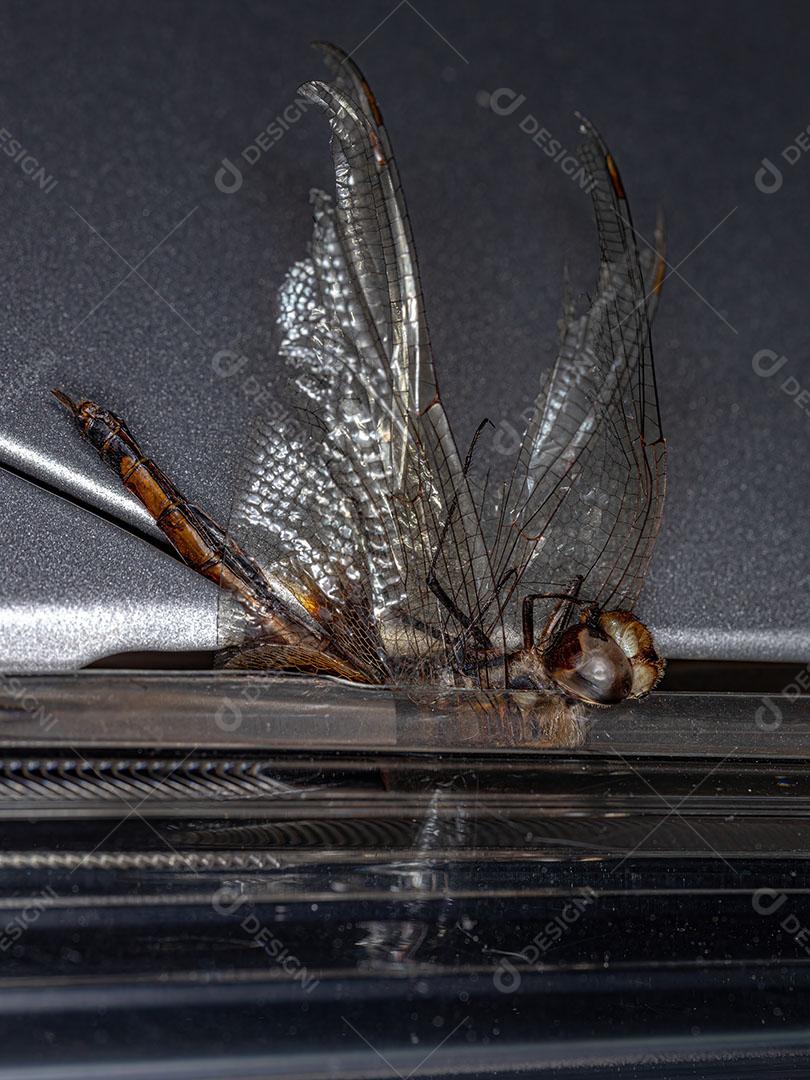 Inseto Adulto Fêmea da Libélula da Família Libellulidae Morto Imagem JPG