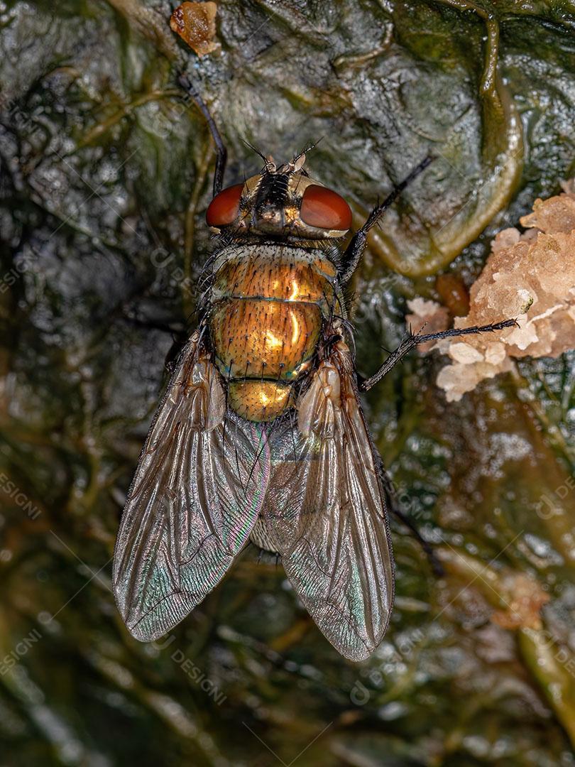 Mosca Verde Adulta do Gênero Lucilia Imagem JPG