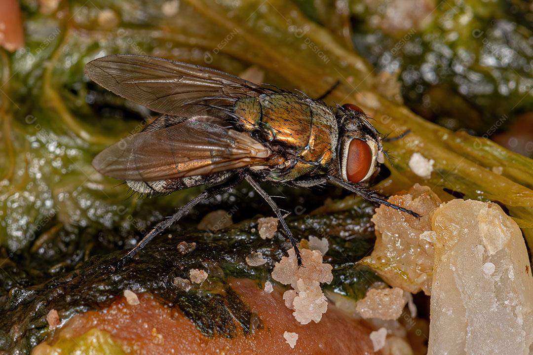 Mosca Verde Adulta do Gênero Lucilia Imagem JPG
