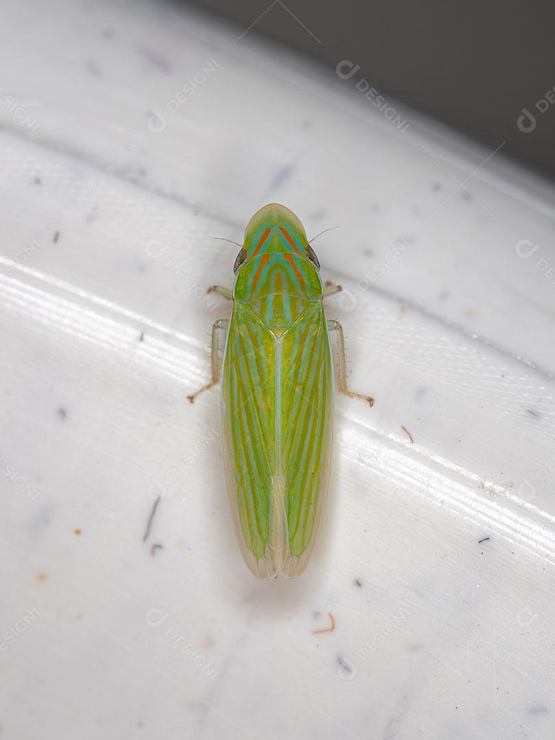 Cigarrinha Típica Adulta do Gênero Spangbergiella Imagem JPG